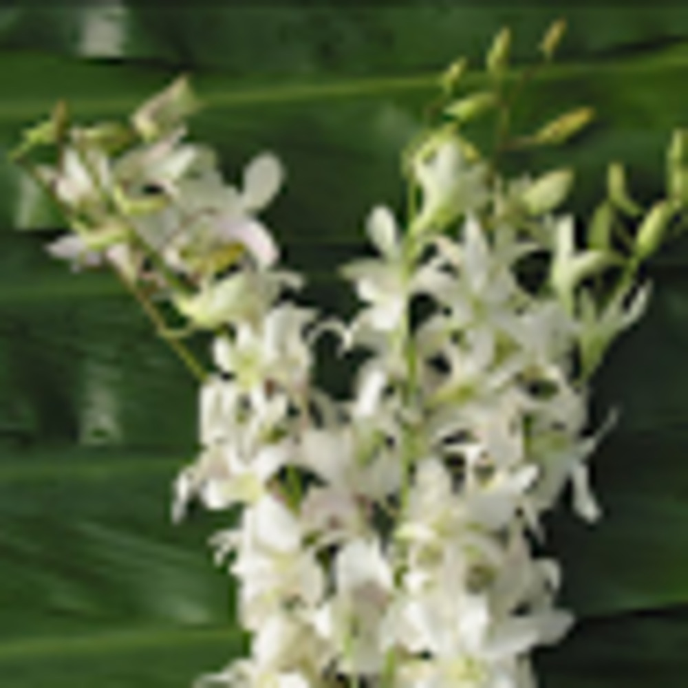 Meet your Posher, Jacquelyn